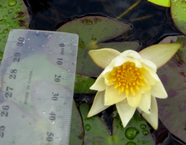 Nymphaea tetragona
