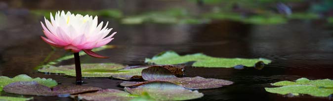 Waterlily on sale bags online