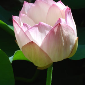 Nelumbo nucifera 'Pale Face'