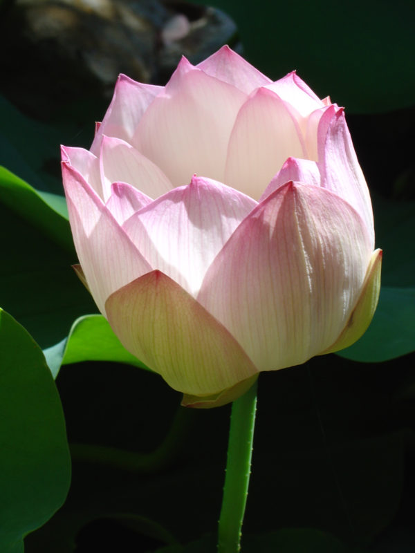 Nelumbo nucifera 'Pale Face'