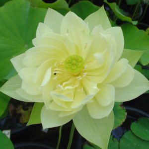 Nelumbo nucifera 'Sunburst'