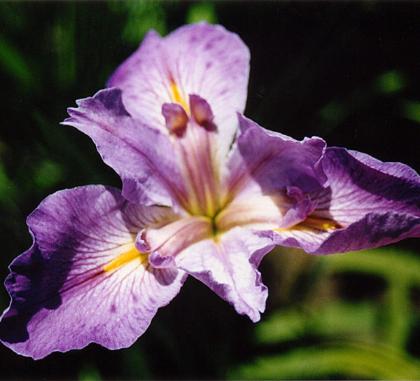 'Triumfo'