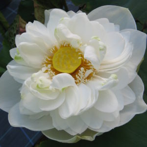 Nelumbo nucifera 'Alba Plena'