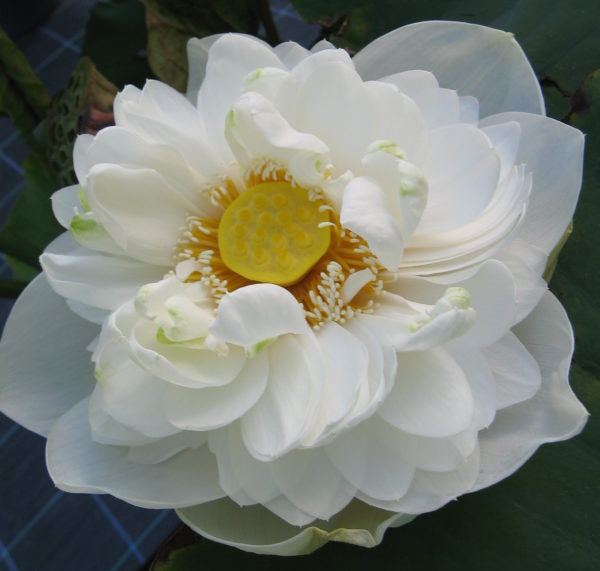 Nelumbo nucifera 'Alba Plena'