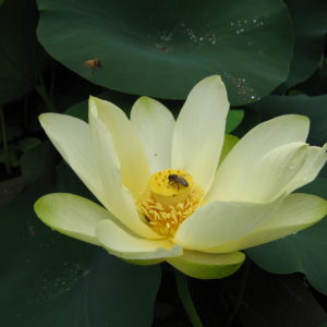 Nelumbo nucifera 'American Yellow'
