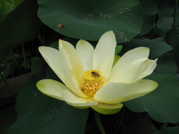 Nelumbo nucifera 'American Yellow'
