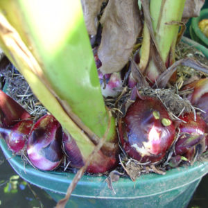 Canna edulis