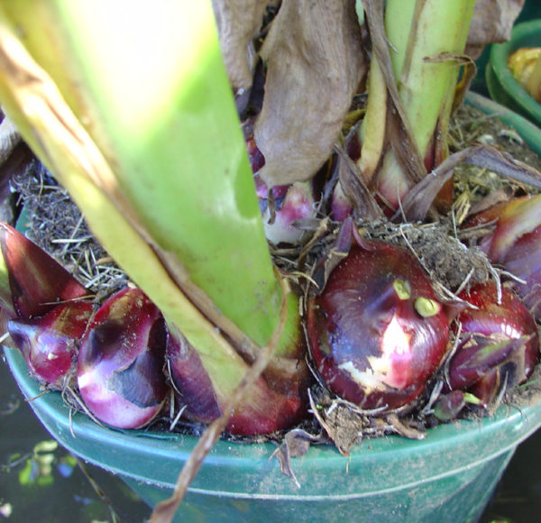 Canna edulis