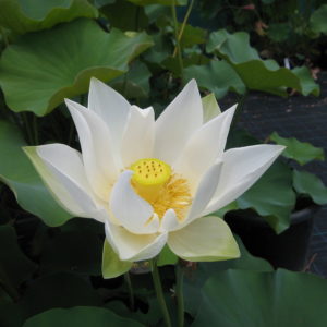 Nelumbo nucifera 'Angel Wings'