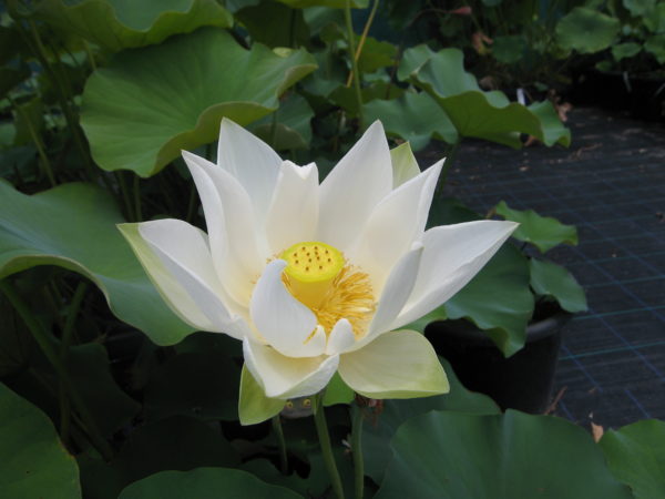 Nelumbo nucifera 'Angel Wings'