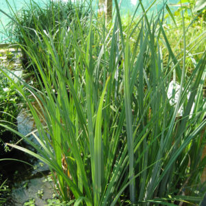 Carex riparia