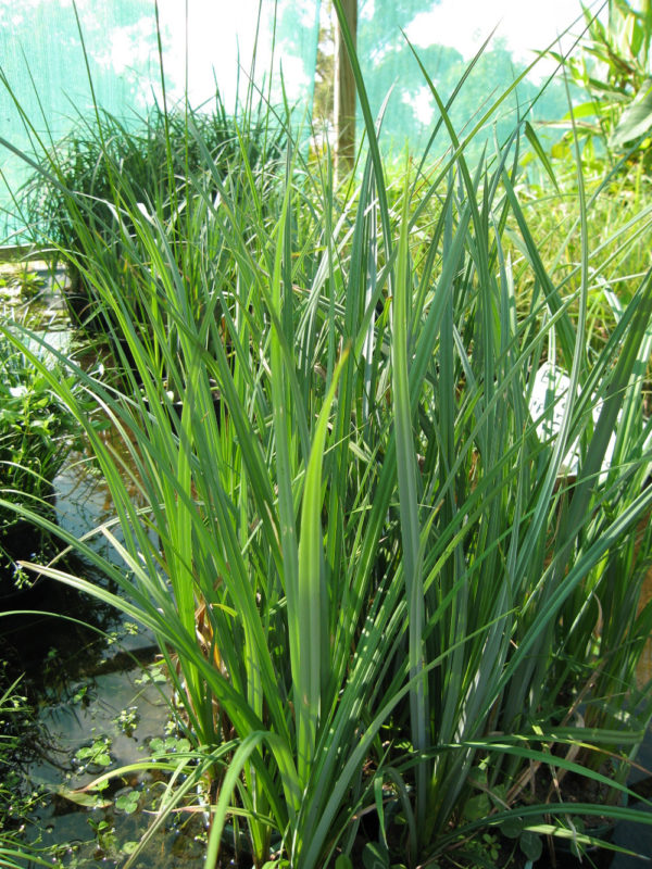 Carex riparia