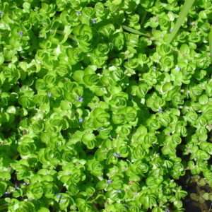 Bacopa caroliniana  syn. Bacopa amplexicaulis