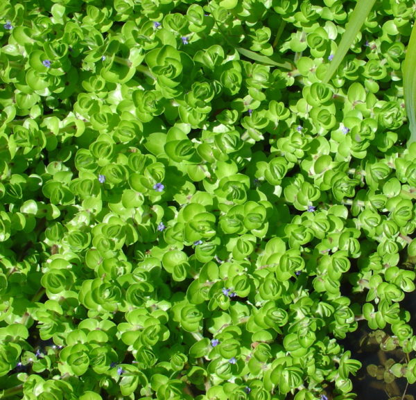 Bacopa caroliniana  syn. Bacopa amplexicaulis