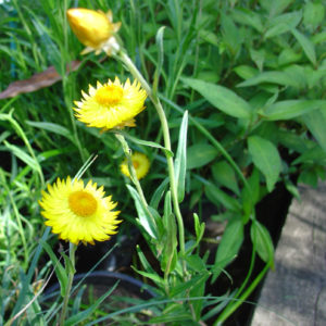 Xerochrysum palustre