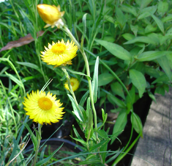 Xerochrysum palustre
