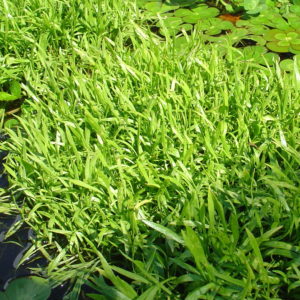Lilaeopsis brisbanica