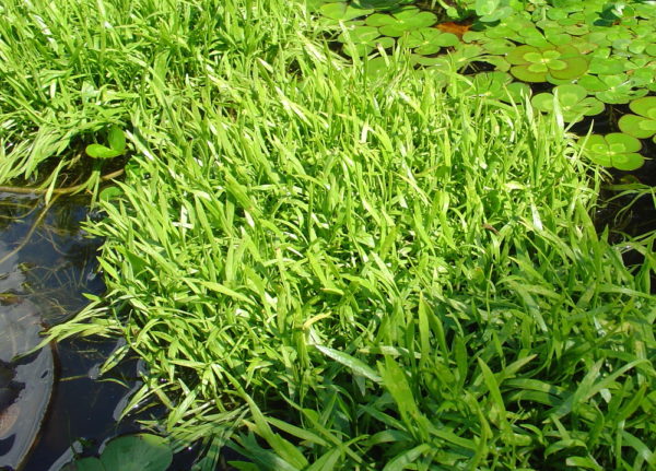 Lilaeopsis brisbanica