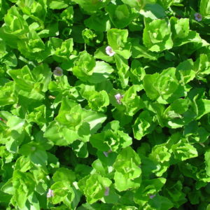 Gratiola latifolia