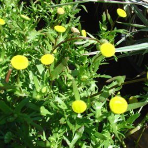 Cotula coronopifolia