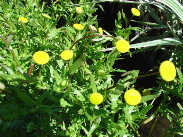 Cotula coronopifolia