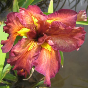 'Cherry Twist'