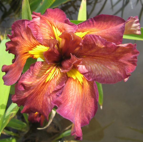 'Cherry Twist'