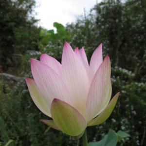 Nelumbo nucifera 'Coconut Ice'
