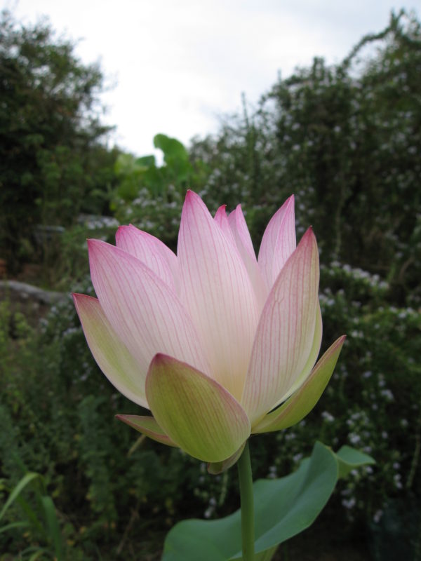 Nelumbo nucifera 'Coconut Ice'