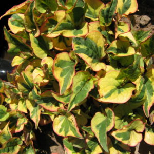 Houttuynia cordata