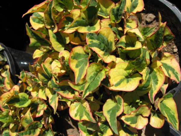 Houttuynia cordata