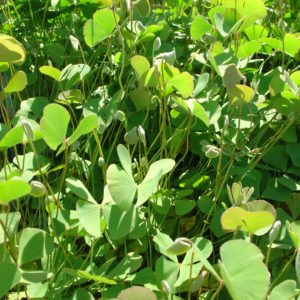 Marsilea drumondii (Large)