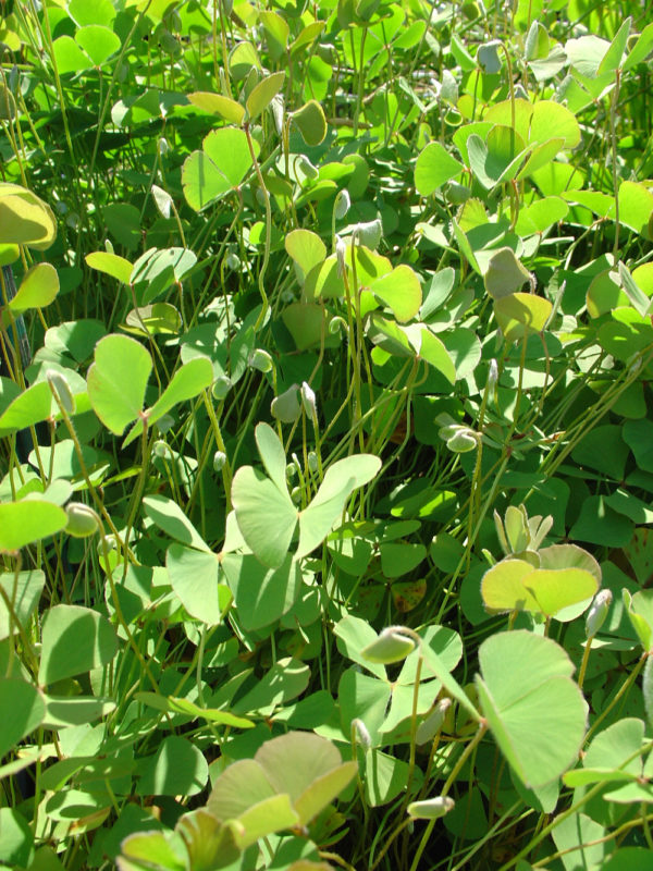 Marsilea drumondii (Large)