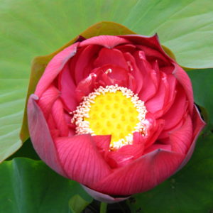 Nelumbo nucifera 'Crimson Velvet'