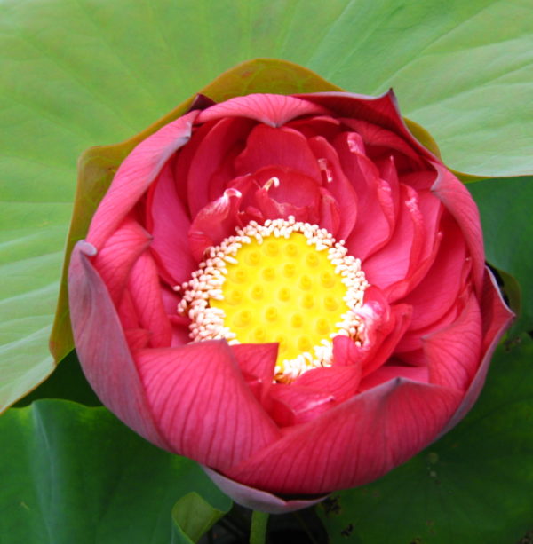 Nelumbo nucifera 'Crimson Velvet'