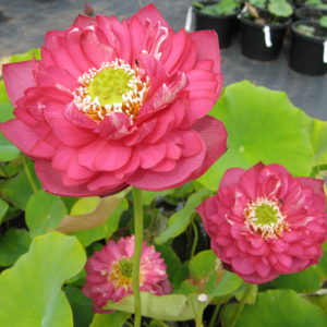 Nelumbo nucifera 'Crimson Coast'