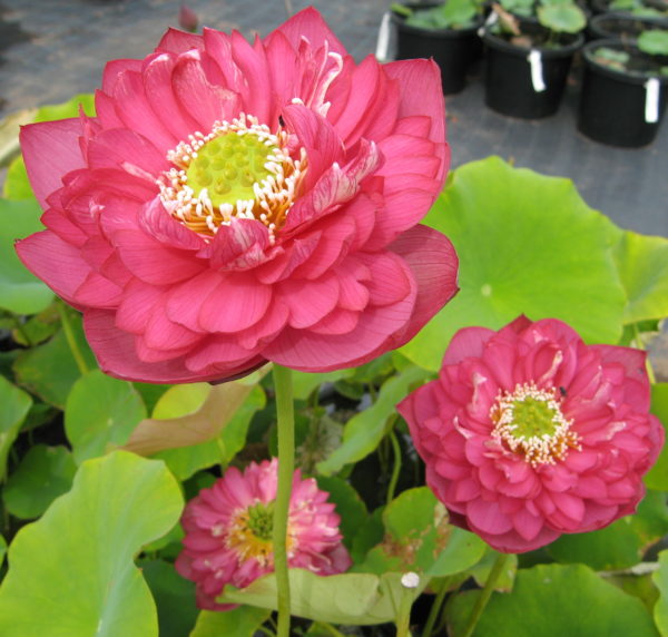 Nelumbo nucifera 'Crimson Coast'
