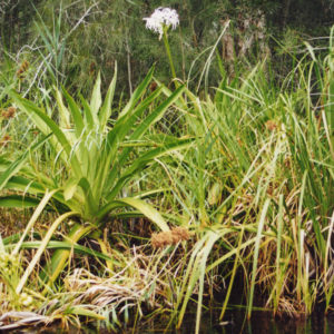 Crinum pedunculatum