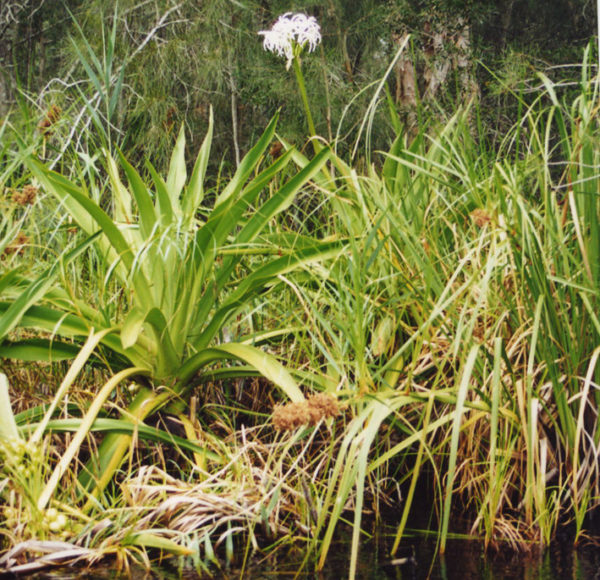 Crinum pedunculatum