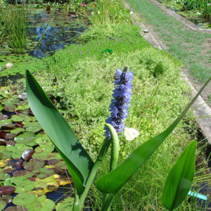 Pontederia cordata (dark lavender)