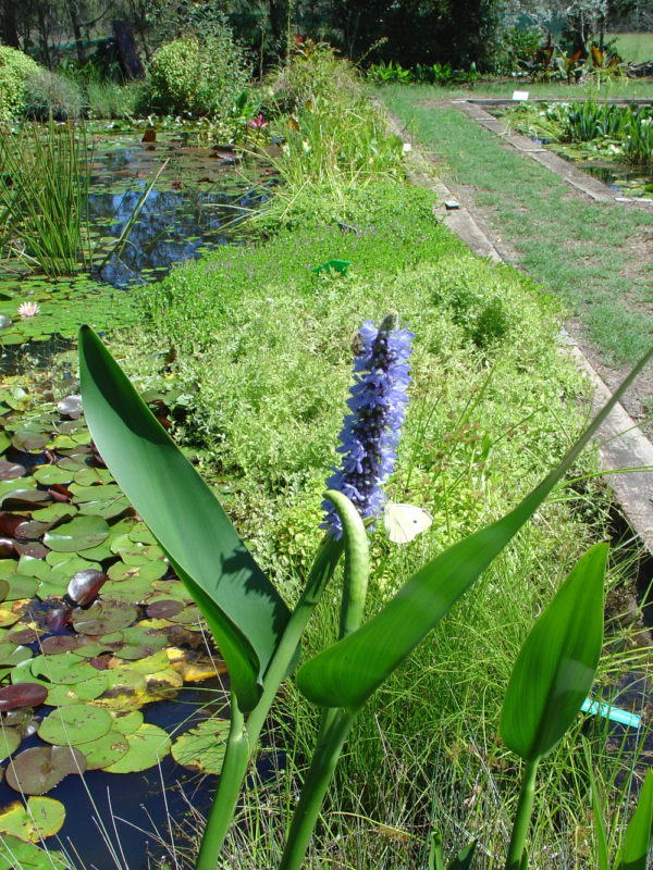 Pontederia cordata (dark lavender)