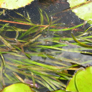 Vallisneria gigantea
