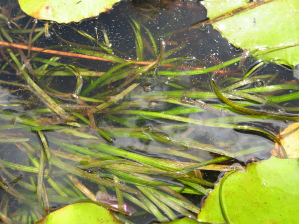 Vallisneria gigantea