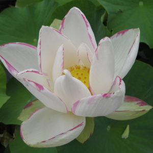 Nelumbo nucifera 'Empress'