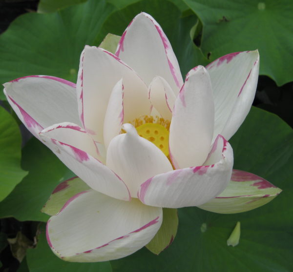 Nelumbo nucifera 'Empress'