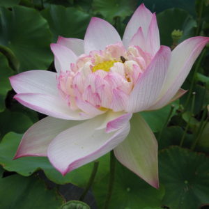 Nelumbo nucifera 'Fantasy'