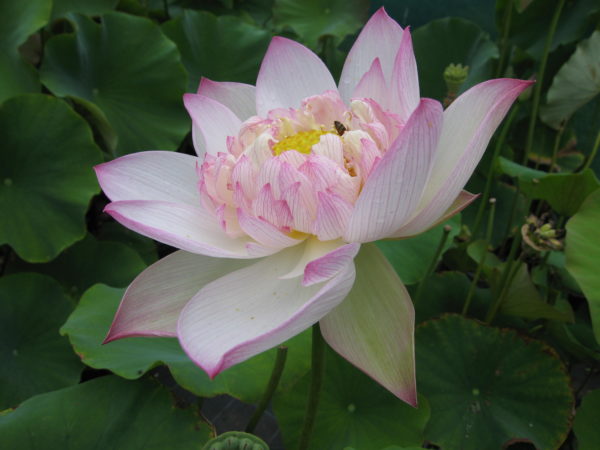 Nelumbo nucifera 'Fantasy'