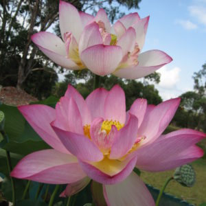 Nelumbo nucifera 'Flame'