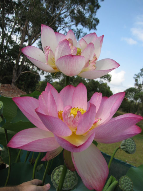 Nelumbo nucifera 'Flame'