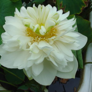 Nelumbo nucifera 'Flying Dove'